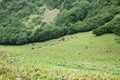 herd of brown cows grazes in the meadow at dawn. Dawn on a pasture in the fog  in the rays of the sun. Animal sanctuary  early Royalty Free Stock Photo