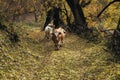 herd of brown cows grazes in the meadow at dawn. Dawn on a pasture in the fog  in the rays of the sun. Animal sanctuary  early Royalty Free Stock Photo