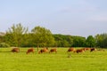 A herd of brown cows grazing in the field Royalty Free Stock Photo