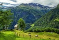 Herd of brown cows grazing on fresh green mountain pastures on the Alpine meadow at sunny summer day. Royalty Free Stock Photo