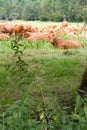 Herd of brown cows lying down behind trees, French marsh