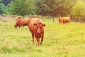 Herd of brown cows on a summer green meadow, Black Forest, Germany