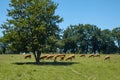 A herd of brown french cows grazing in a meadow. Pasture animals in the shade of a tree on a hot afternoon