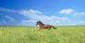 Herd of brown horses against a colorful blue sky and green hills Royalty Free Stock Photo