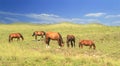 Herd of brown horses against a colorful blue sky and green hills Royalty Free Stock Photo