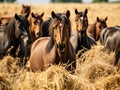 Herd of brown horses eating dry hay
