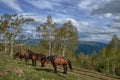 Herd of brown horses grazing in the green mountains under the cloudy sky Royalty Free Stock Photo
