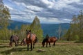 Herd of brown horses grazing in the green mountains under the cloudy sky Royalty Free Stock Photo