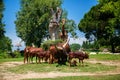 The herd of brown Watusi Bulls and a giraffe
