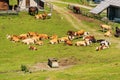 Dairy Cows and Horses on a Mountain Pasture - Italy-Austria Border Royalty Free Stock Photo