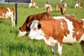 Herd of brown white cows feed on grass in sunshine on the green summer pasture