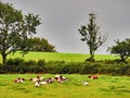 A Herd of Cows Laying in a Field Under a Grey Sky Royalty Free Stock Photo