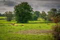 Herd of brown-white cows stand and lie on a green meadow and eat grass Royalty Free Stock Photo