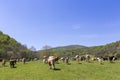 Herd of brown and white cows at summer green field Royalty Free Stock Photo