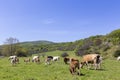 Herd of brown and white cows at summer green field Royalty Free Stock Photo