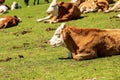 Herd of Brown and White Dairy Cows on a Mountain Pasture - Alps Austria Royalty Free Stock Photo