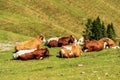 Herd of Brown and White Dairy Cows on a Mountain Pasture - Alps Austria Royalty Free Stock Photo