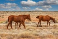 A herd of brown wild horses, brumbies, grazing in the outback Royalty Free Stock Photo