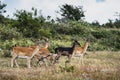 Herd of bucks on the Swedish isle of HanÃÂ¶. Bunch or group of wary stags on Hano island as they live happily in their habitat
