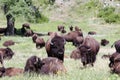 Herd of Buffalo