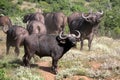 A herd of Buffalo in Addo,south africa