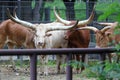 A herd of Buffalo with big horns in the zoo Royalty Free Stock Photo