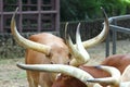 A herd of Buffalo with big horns in the zoo Royalty Free Stock Photo