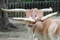 A herd of Buffalo with big horns in the zoo Royalty Free Stock Photo