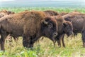 Herd of buffalo (bison) grazing on North Dakota field Royalty Free Stock Photo