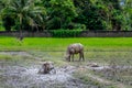 Buffalo and cattle grazing at wet flood rice field