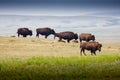 A herd of buffalo crossing a paddock