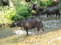 buffaloes crossing a river Royalty Free Stock Photo