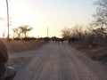 Herd of buffalo crossing a sandy dirt road at sunset