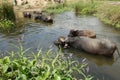 Herd of buffalo crossing the shallow stream. Royalty Free Stock Photo