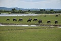 A herd of buffalo eating grass in the wetland Royalty Free Stock Photo