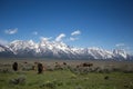 Herd of buffalo at Grand Teton National Park Royalty Free Stock Photo