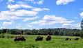 A herd of buffalo graze on a beautiful summer day with blue sky in a green field Royalty Free Stock Photo