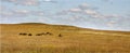 Herd Of Buffalo Grazing In The Kansas Tallgrass Pr Royalty Free Stock Photo