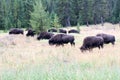 A herd of buffalo grazing Royalty Free Stock Photo