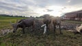 Herd of buffalo living in the swamp