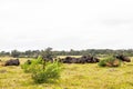Herd Of Buffalo Lying Down In Kragga Kamma Game Reserve South Af