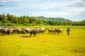 Herd of buffalo, original ecological stocking animals on Hainan, China