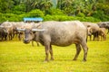 Herd of buffalo, original ecological stocking animals on Hainan, China