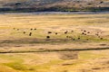 Herd of Buffalo on Palette of Earth Tones