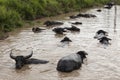 herd of buffalo playing water Royalty Free Stock Photo