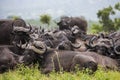 A herd of Buffalo resting.