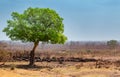 Herd of Buffalo resting under a big tree.