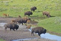 A herd of Buffalo roam near a water source in Yellowstone. Royalty Free Stock Photo