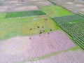 A herd of buffalo roaming over a rice field