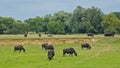Buffalo\'s grazing in a meadow in the Hungarian countryside